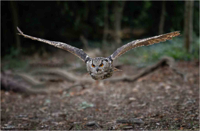 Eurasian Eagle Owl In Woodland