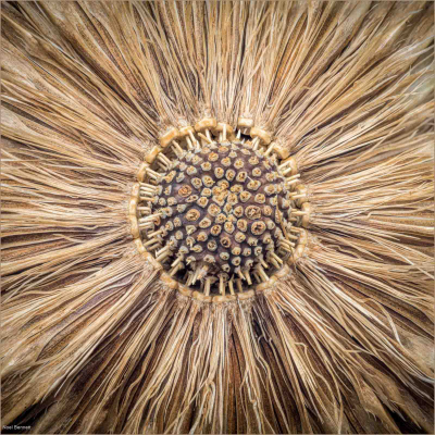Globe Thistle Detail