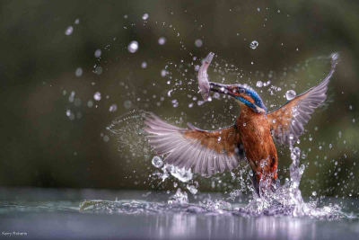 Kingfisher, The Catch