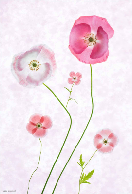 Poppy Family