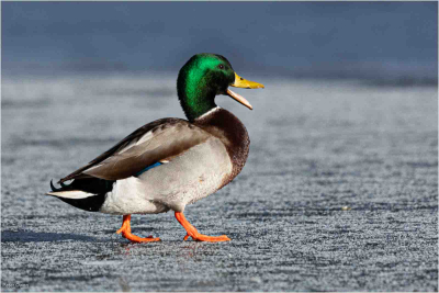 The Happy Mallard On The Ice