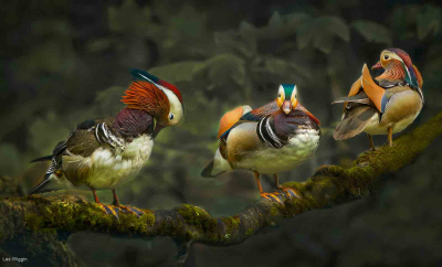 The Mandarin Tree