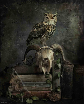 The Owl And The Skull