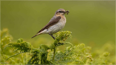Wheatear (Female)