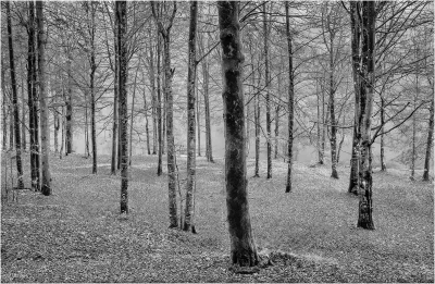 Wood In Mist