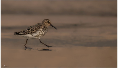 Dunlin 2-