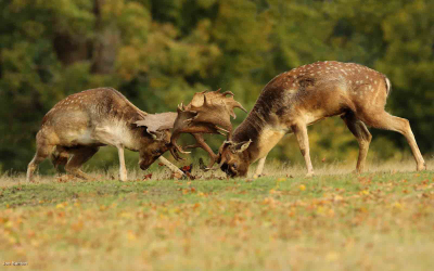 Fallow Bucks Rutting