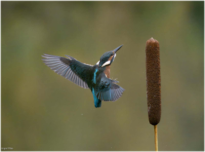 Kingfisher Landing