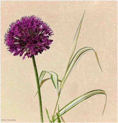 Allium And Pampas Grass