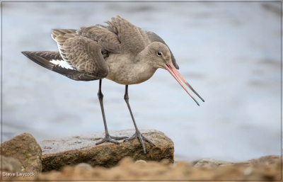 Black Tailed Godwit