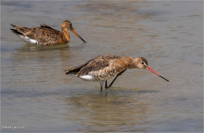 Black Tailed Godwit