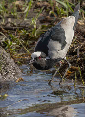 Blacksmiths Lapwing