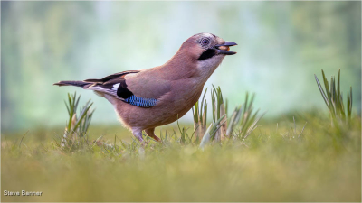 Early Morning Jay