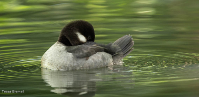 Female Bafflehead