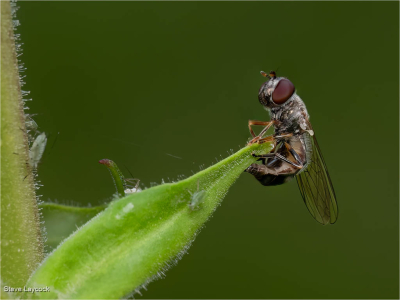 Fly