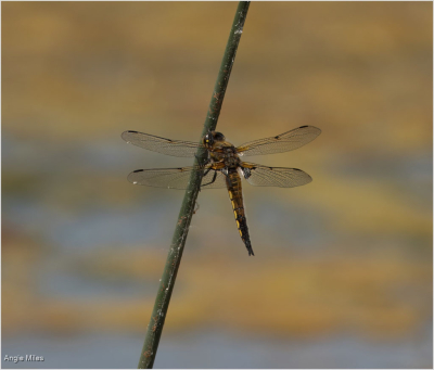 Four Spotted Chasser