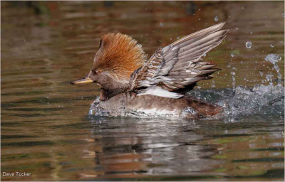 Hooded Merganser