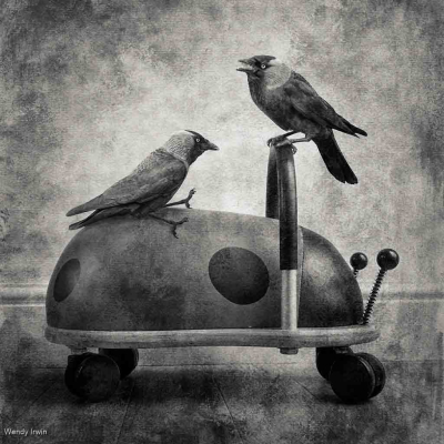 Jackdaws Having Fun