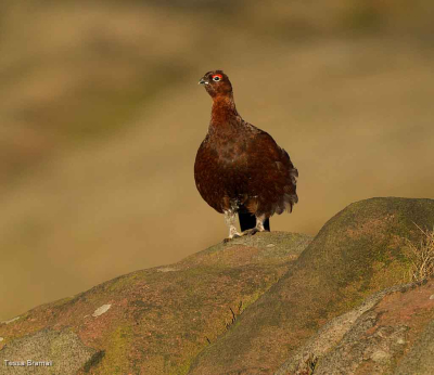 Red Grouse Male