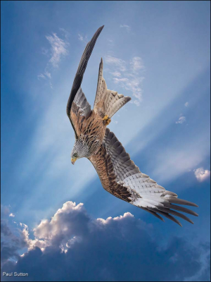 Redkite Dives