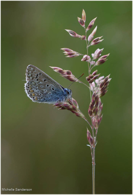 Silver Studded Blue