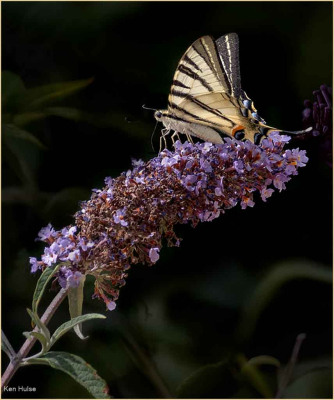 Swallowtail