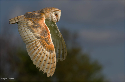 Barn Owl In Flight