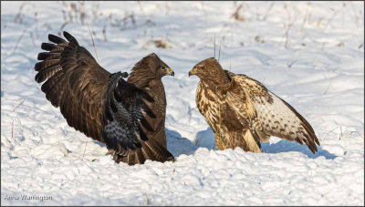 Buzzard Stand Off