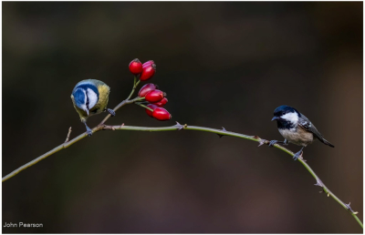 Cold Tit Blue Tit