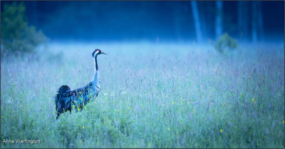 Common Crane In Dawn Light