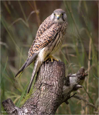 Female Kestrel At Perch