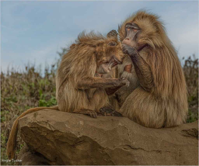 Geladas Grooming