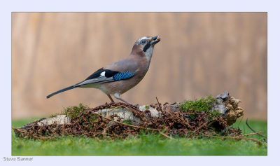 Jay On Silver Birch
