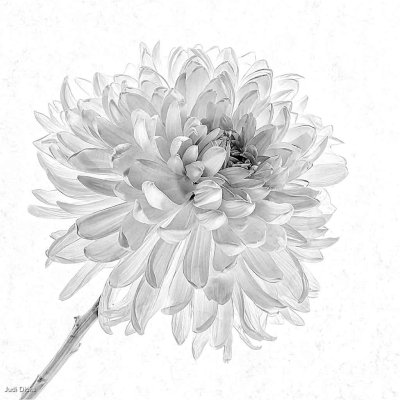 Mum