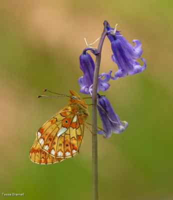 Pearl-Bordered Fritillary
