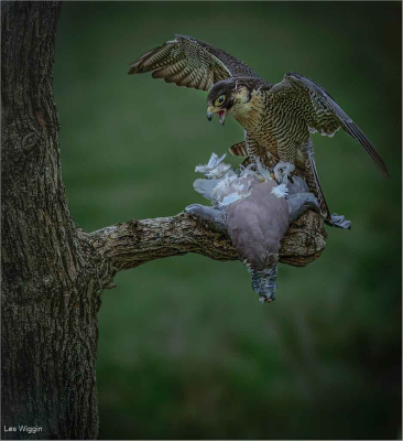 Peregrine Falcon With Prey