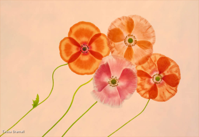 Poppy Flowerheads