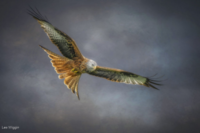 Red Kite Scanning For Prey