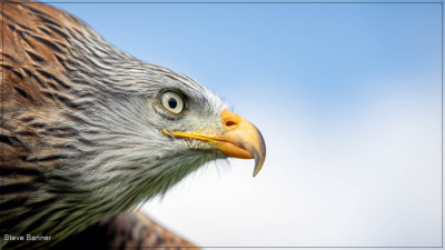 Red Kite