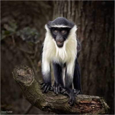 Roloway Monkey