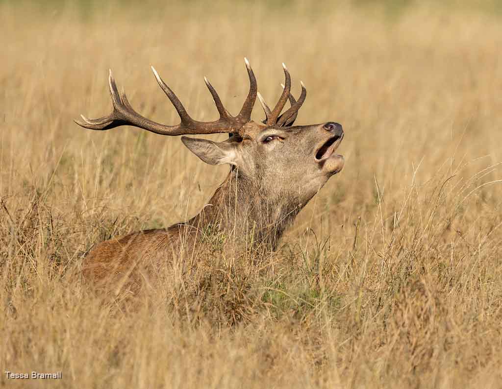 Richmond Park Red Deer Stag