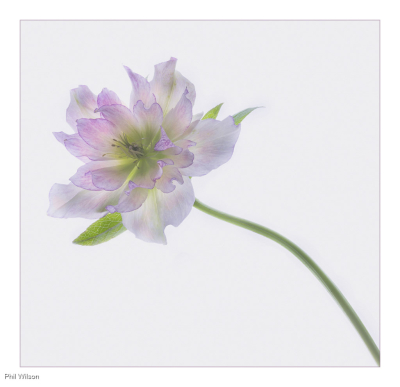 Hellebore