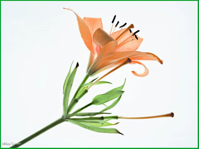 Study Of Orange Lily