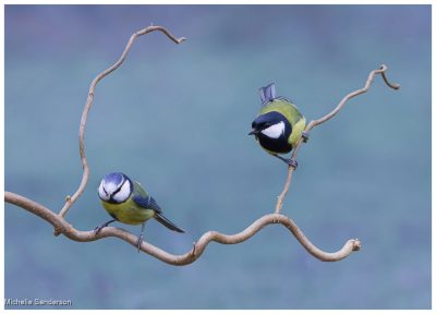 Blue Tit And Great Tit