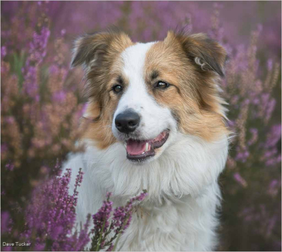 Collie-In-Lavender-by-Dave-Tucker