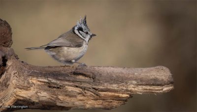 Crested Tit