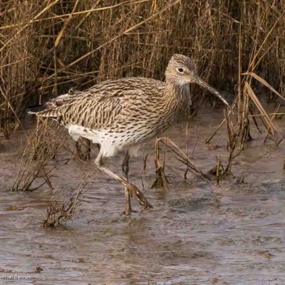 Curlew Foraging