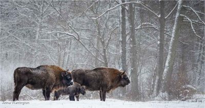 European Bison Cows And Calf In Habitat