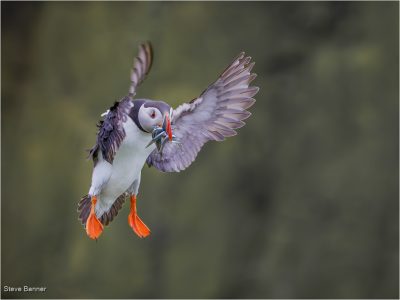 Flight Of The Sandeels