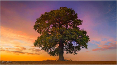 Golden-Hour-Tree-by-Jane-Jones